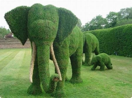 Buxus_elephant.jpg